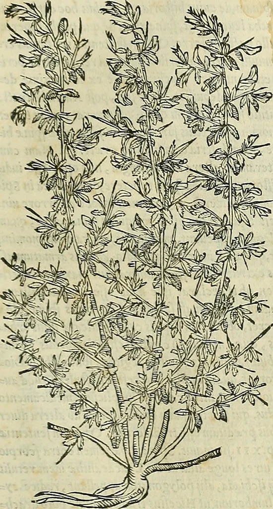 An illustration from Petri Andreae Matthioli Senensis serenissimi Principis Ferdinandi Archiducis Austriae & c., Medici, Commentarii secundo aucti : in libros sex Pedacii Dioscoridis Anazarbei de medica materia. Adiectis quàm plurimis plantarum, & animalium imaginibus quae in priore editione non habentur, eodem authore : his accessit eiusdem apologia adversus Amathum Lusitanum cum censura in eiusdem enarrationes, 1558, leaf 464