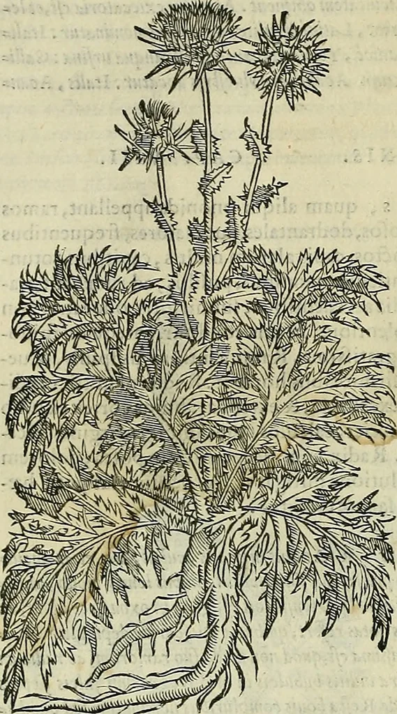 An illustration from Petri Andreae Matthioli Senensis serenissimi Principis Ferdinandi Archiducis Austriae & c., Medici, Commentarii secundo aucti : in libros sex Pedacii Dioscoridis Anazarbei de medica materia. Adiectis quàm plurimis plantarum, & animalium imaginibus quae in priore editione non habentur, eodem authore : his accessit eiusdem apologia adversus Amathum Lusitanum cum censura in eiusdem enarrationes, 1558, leaf 465