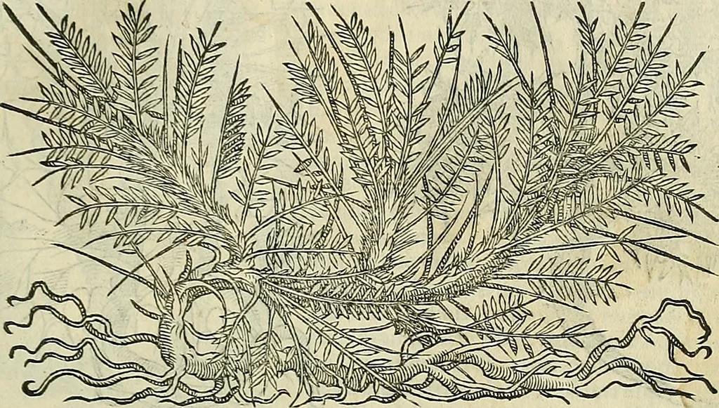 An illustration from Petri Andreae Matthioli Senensis serenissimi Principis Ferdinandi Archiducis Austriae & c., Medici, Commentarii secundo aucti : in libros sex Pedacii Dioscoridis Anazarbei de medica materia. Adiectis quàm plurimis plantarum, & animalium imaginibus quae in priore editione non habentur, eodem authore : his accessit eiusdem apologia adversus Amathum Lusitanum cum censura in eiusdem enarrationes, 1558, leaf 466