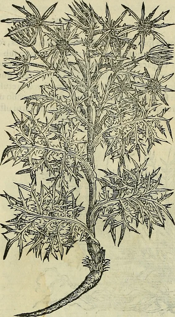 An illustration from Petri Andreae Matthioli Senensis serenissimi Principis Ferdinandi Archiducis Austriae & c., Medici, Commentarii secundo aucti : in libros sex Pedacii Dioscoridis Anazarbei de medica materia. Adiectis quàm plurimis plantarum, & animalium imaginibus quae in priore editione non habentur, eodem authore : his accessit eiusdem apologia adversus Amathum Lusitanum cum censura in eiusdem enarrationes, 1558, leaf 467