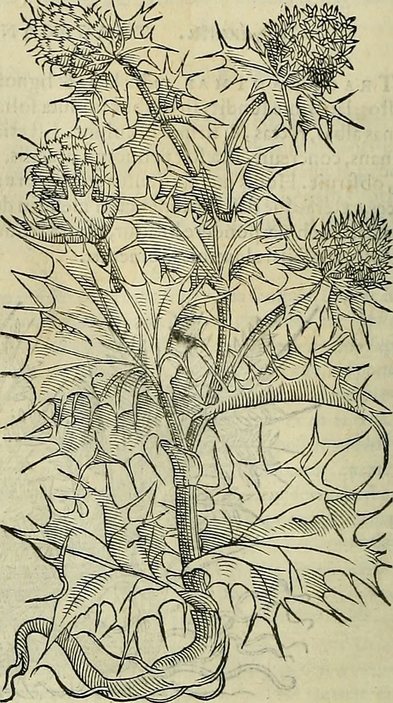 An illustration from Petri Andreae Matthioli Senensis serenissimi Principis Ferdinandi Archiducis Austriae & c., Medici, Commentarii secundo aucti : in libros sex Pedacii Dioscoridis Anazarbei de medica materia. Adiectis quàm plurimis plantarum, & animalium imaginibus quae in priore editione non habentur, eodem authore : his accessit eiusdem apologia adversus Amathum Lusitanum cum censura in eiusdem enarrationes, 1558, leaf 467