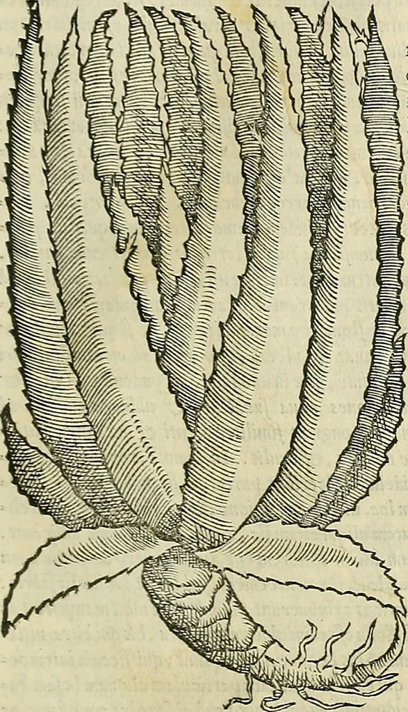An illustration from Petri Andreae Matthioli Senensis serenissimi Principis Ferdinandi Archiducis Austriae & c., Medici, Commentarii secundo aucti : in libros sex Pedacii Dioscoridis Anazarbei de medica materia. Adiectis quàm plurimis plantarum, & animalium imaginibus quae in priore editione non habentur, eodem authore : his accessit eiusdem apologia adversus Amathum Lusitanum cum censura in eiusdem enarrationes, 1558, leaf 468