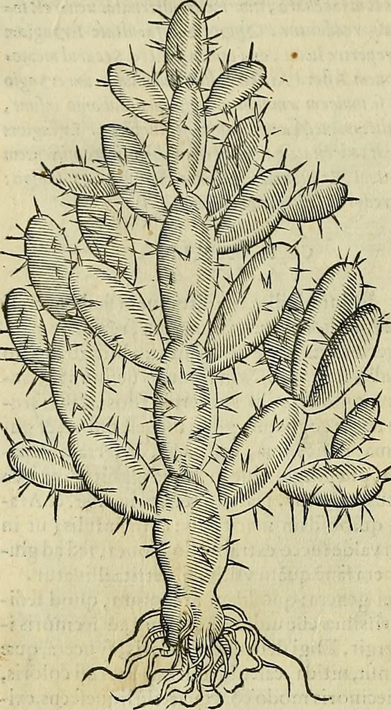 An illustration from Petri Andreae Matthioli Senensis serenissimi Principis Ferdinandi Archiducis Austriae & c., Medici, Commentarii secundo aucti : in libros sex Pedacii Dioscoridis Anazarbei de medica materia. Adiectis quàm plurimis plantarum, & animalium imaginibus quae in priore editione non habentur, eodem authore : his accessit eiusdem apologia adversus Amathum Lusitanum cum censura in eiusdem enarrationes, 1558, leaf 469