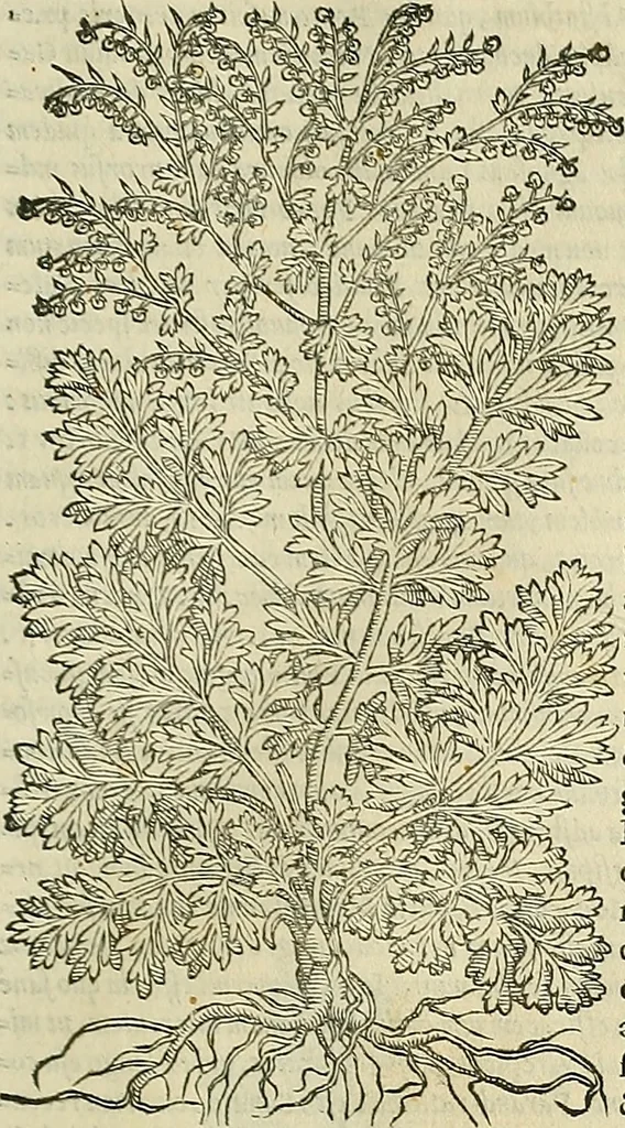 An illustration from Petri Andreae Matthioli Senensis serenissimi Principis Ferdinandi Archiducis Austriae & c., Medici, Commentarii secundo aucti : in libros sex Pedacii Dioscoridis Anazarbei de medica materia. Adiectis quàm plurimis plantarum, & animalium imaginibus quae in priore editione non habentur, eodem authore : his accessit eiusdem apologia adversus Amathum Lusitanum cum censura in eiusdem enarrationes, 1558, leaf 470