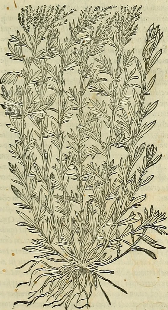 An illustration from Petri Andreae Matthioli Senensis serenissimi Principis Ferdinandi Archiducis Austriae & c., Medici, Commentarii secundo aucti : in libros sex Pedacii Dioscoridis Anazarbei de medica materia. Adiectis quàm plurimis plantarum, & animalium imaginibus quae in priore editione non habentur, eodem authore : his accessit eiusdem apologia adversus Amathum Lusitanum cum censura in eiusdem enarrationes, 1558, leaf 470