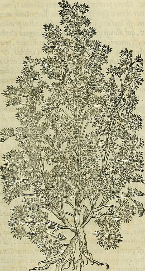 An illustration from Petri Andreae Matthioli Senensis serenissimi Principis Ferdinandi Archiducis Austriae & c., Medici, Commentarii secundo aucti : in libros sex Pedacii Dioscoridis Anazarbei de medica materia. Adiectis quàm plurimis plantarum, & animalium imaginibus quae in priore editione non habentur, eodem authore : his accessit eiusdem apologia adversus Amathum Lusitanum cum censura in eiusdem enarrationes, 1558, leaf 472