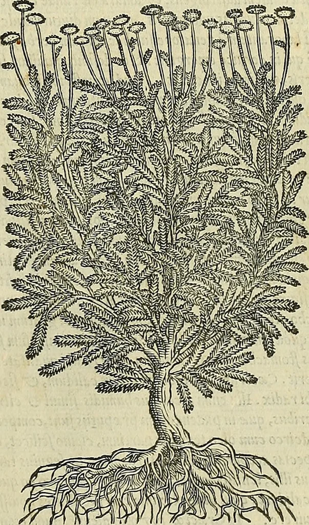 An illustration from Petri Andreae Matthioli Senensis serenissimi Principis Ferdinandi Archiducis Austriae & c., Medici, Commentarii secundo aucti : in libros sex Pedacii Dioscoridis Anazarbei de medica materia. Adiectis quàm plurimis plantarum, & animalium imaginibus quae in priore editione non habentur, eodem authore : his accessit eiusdem apologia adversus Amathum Lusitanum cum censura in eiusdem enarrationes, 1558, leaf 472