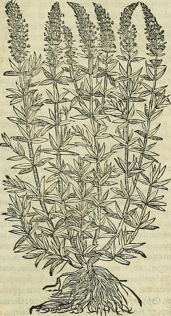 An illustration from Petri Andreae Matthioli Senensis serenissimi Principis Ferdinandi Archiducis Austriae & c., Medici, Commentarii secundo aucti : in libros sex Pedacii Dioscoridis Anazarbei de medica materia. Adiectis quàm plurimis plantarum, & animalium imaginibus quae in priore editione non habentur, eodem authore : his accessit eiusdem apologia adversus Amathum Lusitanum cum censura in eiusdem enarrationes, 1558, leaf 474