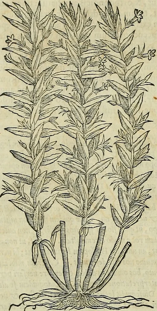An illustration from Petri Andreae Matthioli Senensis serenissimi Principis Ferdinandi Archiducis Austriae & c., Medici, Commentarii secundo aucti : in libros sex Pedacii Dioscoridis Anazarbei de medica materia. Adiectis quàm plurimis plantarum, & animalium imaginibus quae in priore editione non habentur, eodem authore : his accessit eiusdem apologia adversus Amathum Lusitanum cum censura in eiusdem enarrationes, 1558, leaf 475