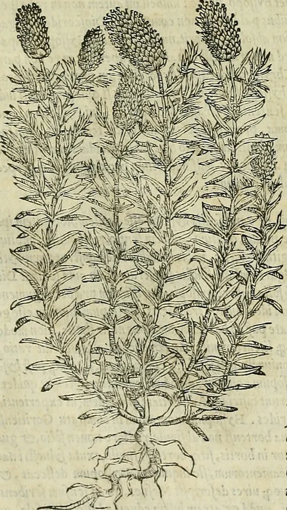 An illustration from Petri Andreae Matthioli Senensis serenissimi Principis Ferdinandi Archiducis Austriae & c., Medici, Commentarii secundo aucti : in libros sex Pedacii Dioscoridis Anazarbei de medica materia. Adiectis quàm plurimis plantarum, & animalium imaginibus quae in priore editione non habentur, eodem authore : his accessit eiusdem apologia adversus Amathum Lusitanum cum censura in eiusdem enarrationes, 1558, leaf 475