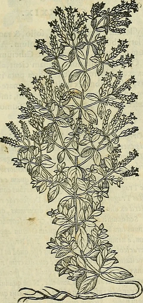 An illustration from Petri Andreae Matthioli Senensis serenissimi Principis Ferdinandi Archiducis Austriae & c., Medici, Commentarii secundo aucti : in libros sex Pedacii Dioscoridis Anazarbei de medica materia. Adiectis quàm plurimis plantarum, & animalium imaginibus quae in priore editione non habentur, eodem authore : his accessit eiusdem apologia adversus Amathum Lusitanum cum censura in eiusdem enarrationes, 1558, leaf 476