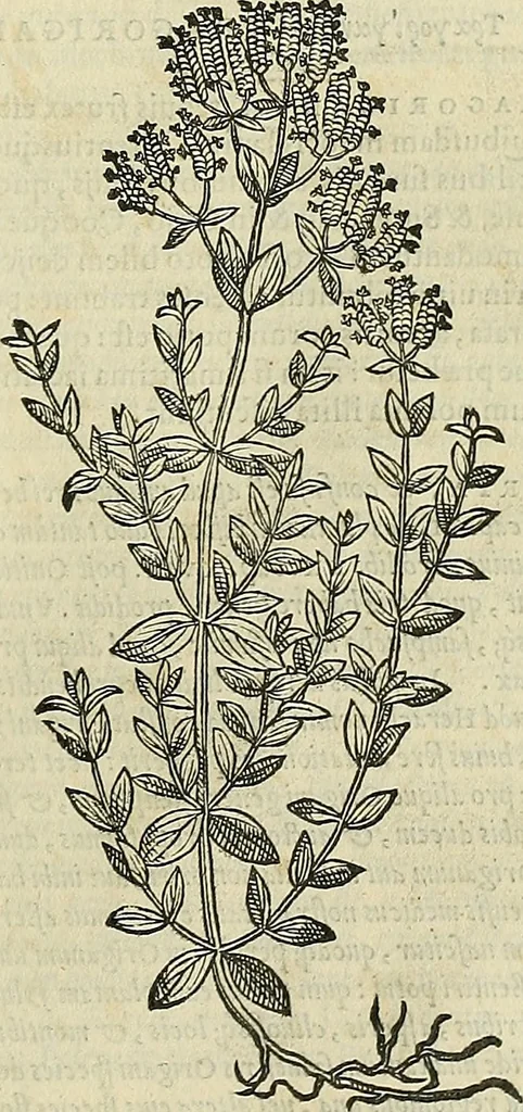 An illustration from Petri Andreae Matthioli Senensis serenissimi Principis Ferdinandi Archiducis Austriae & c., Medici, Commentarii secundo aucti : in libros sex Pedacii Dioscoridis Anazarbei de medica materia. Adiectis quàm plurimis plantarum, & animalium imaginibus quae in priore editione non habentur, eodem authore : his accessit eiusdem apologia adversus Amathum Lusitanum cum censura in eiusdem enarrationes, 1558, leaf 476