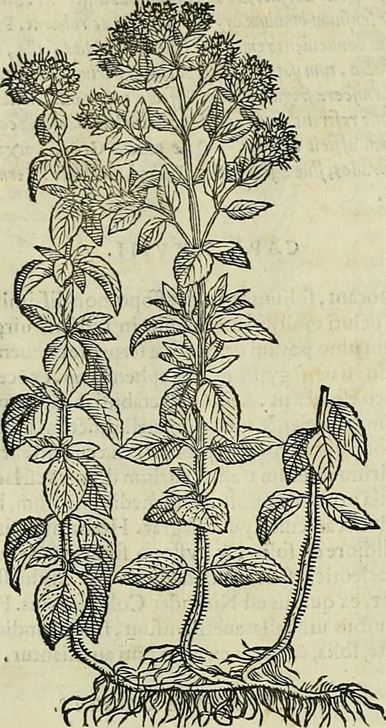 An illustration from Petri Andreae Matthioli Senensis serenissimi Principis Ferdinandi Archiducis Austriae & c., Medici, Commentarii secundo aucti : in libros sex Pedacii Dioscoridis Anazarbei de medica materia. Adiectis quàm plurimis plantarum, & animalium imaginibus quae in priore editione non habentur, eodem authore : his accessit eiusdem apologia adversus Amathum Lusitanum cum censura in eiusdem enarrationes, 1558, leaf 477