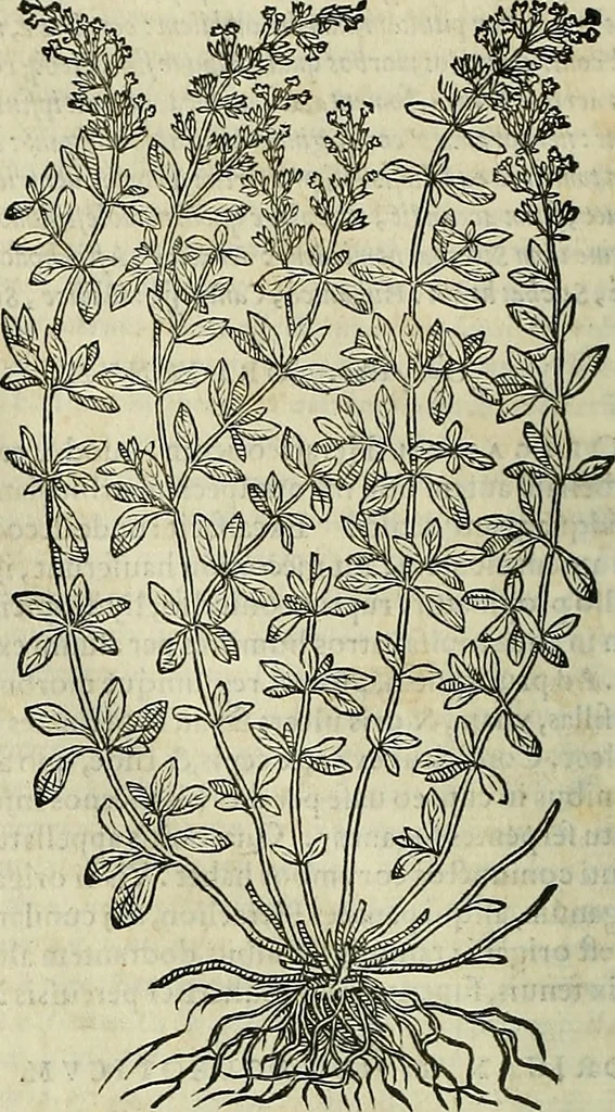 An illustration from Petri Andreae Matthioli Senensis serenissimi Principis Ferdinandi Archiducis Austriae & c., Medici, Commentarii secundo aucti : in libros sex Pedacii Dioscoridis Anazarbei de medica materia. Adiectis quàm plurimis plantarum, & animalium imaginibus quae in priore editione non habentur, eodem authore : his accessit eiusdem apologia adversus Amathum Lusitanum cum censura in eiusdem enarrationes, 1558, leaf 477