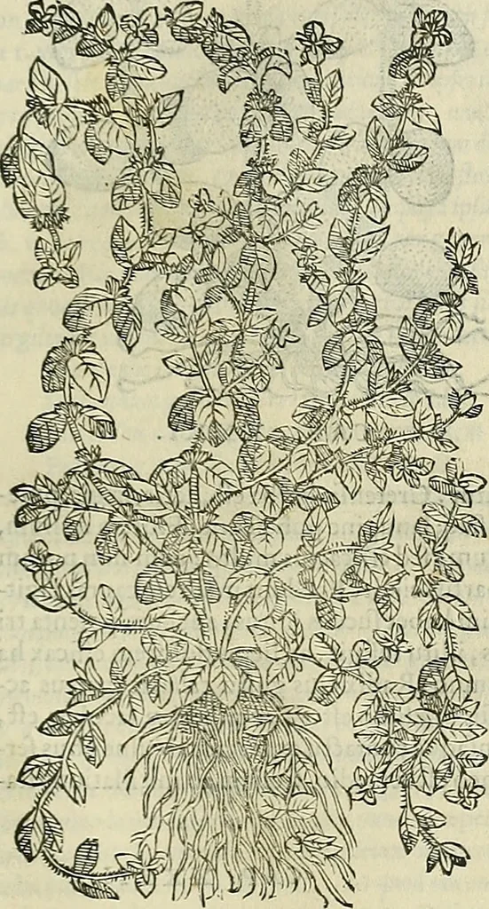 An illustration from Petri Andreae Matthioli Senensis serenissimi Principis Ferdinandi Archiducis Austriae & c., Medici, Commentarii secundo aucti : in libros sex Pedacii Dioscoridis Anazarbei de medica materia. Adiectis quàm plurimis plantarum, & animalium imaginibus quae in priore editione non habentur, eodem authore : his accessit eiusdem apologia adversus Amathum Lusitanum cum censura in eiusdem enarrationes, 1558, leaf 478