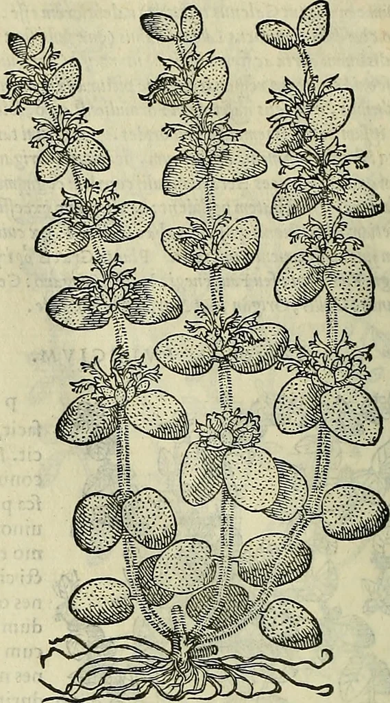 An illustration from Petri Andreae Matthioli Senensis serenissimi Principis Ferdinandi Archiducis Austriae & c., Medici, Commentarii secundo aucti : in libros sex Pedacii Dioscoridis Anazarbei de medica materia. Adiectis quàm plurimis plantarum, & animalium imaginibus quae in priore editione non habentur, eodem authore : his accessit eiusdem apologia adversus Amathum Lusitanum cum censura in eiusdem enarrationes, 1558, leaf 479