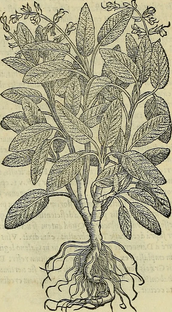 An illustration from Petri Andreae Matthioli Senensis serenissimi Principis Ferdinandi Archiducis Austriae & c., Medici, Commentarii secundo aucti : in libros sex Pedacii Dioscoridis Anazarbei de medica materia. Adiectis quàm plurimis plantarum, & animalium imaginibus quae in priore editione non habentur, eodem authore : his accessit eiusdem apologia adversus Amathum Lusitanum cum censura in eiusdem enarrationes, 1558, leaf 481