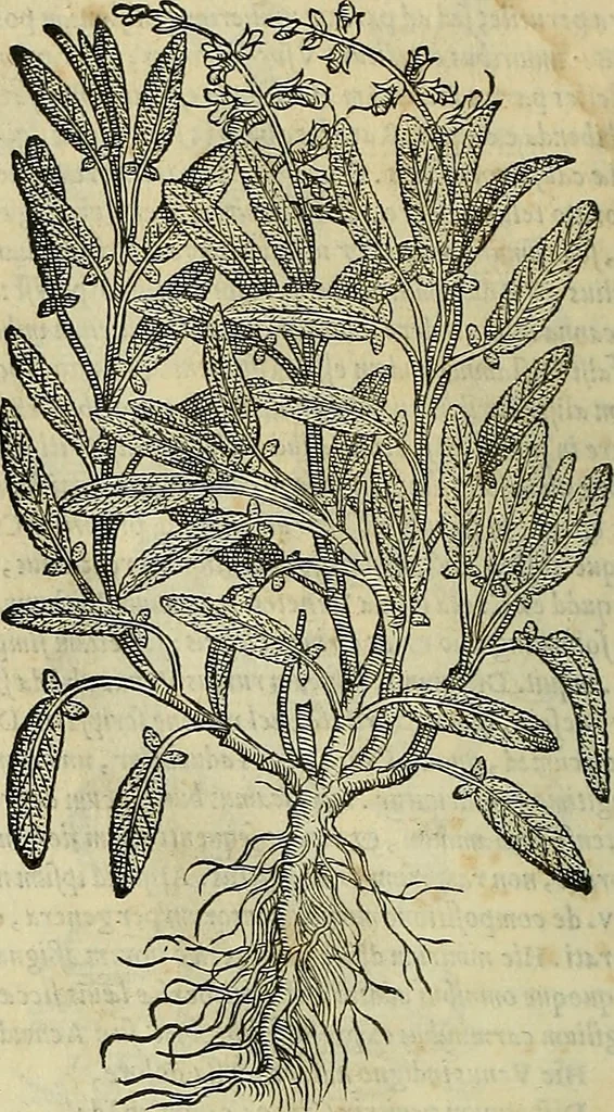 An illustration from Petri Andreae Matthioli Senensis serenissimi Principis Ferdinandi Archiducis Austriae & c., Medici, Commentarii secundo aucti : in libros sex Pedacii Dioscoridis Anazarbei de medica materia. Adiectis quàm plurimis plantarum, & animalium imaginibus quae in priore editione non habentur, eodem authore : his accessit eiusdem apologia adversus Amathum Lusitanum cum censura in eiusdem enarrationes, 1558, leaf 481