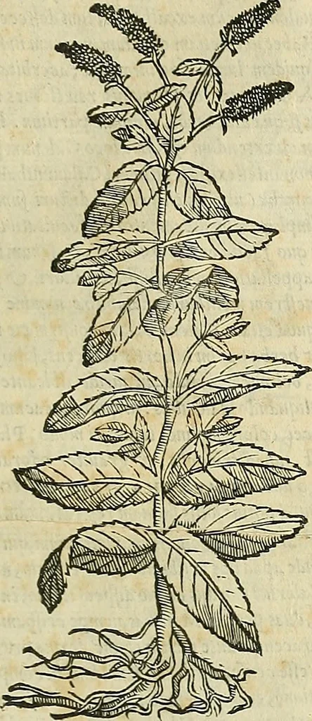 An illustration from Petri Andreae Matthioli Senensis serenissimi Principis Ferdinandi Archiducis Austriae & c., Medici, Commentarii secundo aucti : in libros sex Pedacii Dioscoridis Anazarbei de medica materia. Adiectis quàm plurimis plantarum, & animalium imaginibus quae in priore editione non habentur, eodem authore : his accessit eiusdem apologia adversus Amathum Lusitanum cum censura in eiusdem enarrationes, 1558, leaf 482