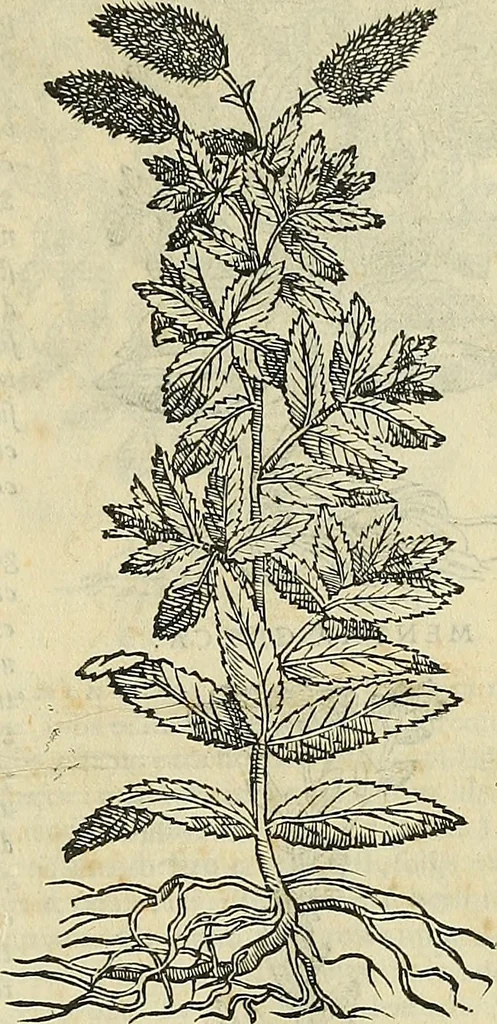 An illustration from Petri Andreae Matthioli Senensis serenissimi Principis Ferdinandi Archiducis Austriae & c., Medici, Commentarii secundo aucti : in libros sex Pedacii Dioscoridis Anazarbei de medica materia. Adiectis quàm plurimis plantarum, & animalium imaginibus quae in priore editione non habentur, eodem authore : his accessit eiusdem apologia adversus Amathum Lusitanum cum censura in eiusdem enarrationes, 1558, leaf 482