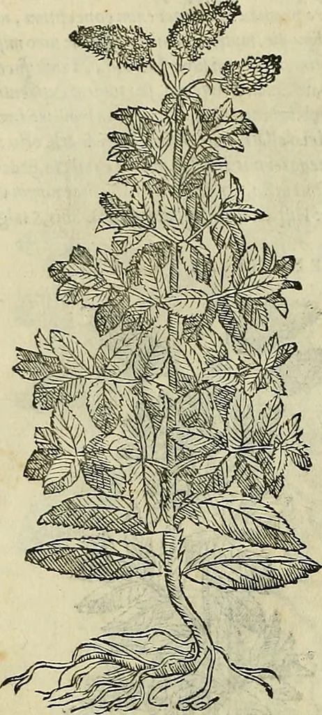 An illustration from Petri Andreae Matthioli Senensis serenissimi Principis Ferdinandi Archiducis Austriae & c., Medici, Commentarii secundo aucti : in libros sex Pedacii Dioscoridis Anazarbei de medica materia. Adiectis quàm plurimis plantarum, & animalium imaginibus quae in priore editione non habentur, eodem authore : his accessit eiusdem apologia adversus Amathum Lusitanum cum censura in eiusdem enarrationes, 1558, leaf 483