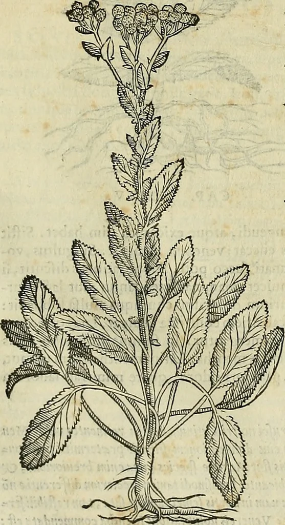 An illustration from Petri Andreae Matthioli Senensis serenissimi Principis Ferdinandi Archiducis Austriae & c., Medici, Commentarii secundo aucti : in libros sex Pedacii Dioscoridis Anazarbei de medica materia. Adiectis quàm plurimis plantarum, & animalium imaginibus quae in priore editione non habentur, eodem authore : his accessit eiusdem apologia adversus Amathum Lusitanum cum censura in eiusdem enarrationes, 1558, leaf 483