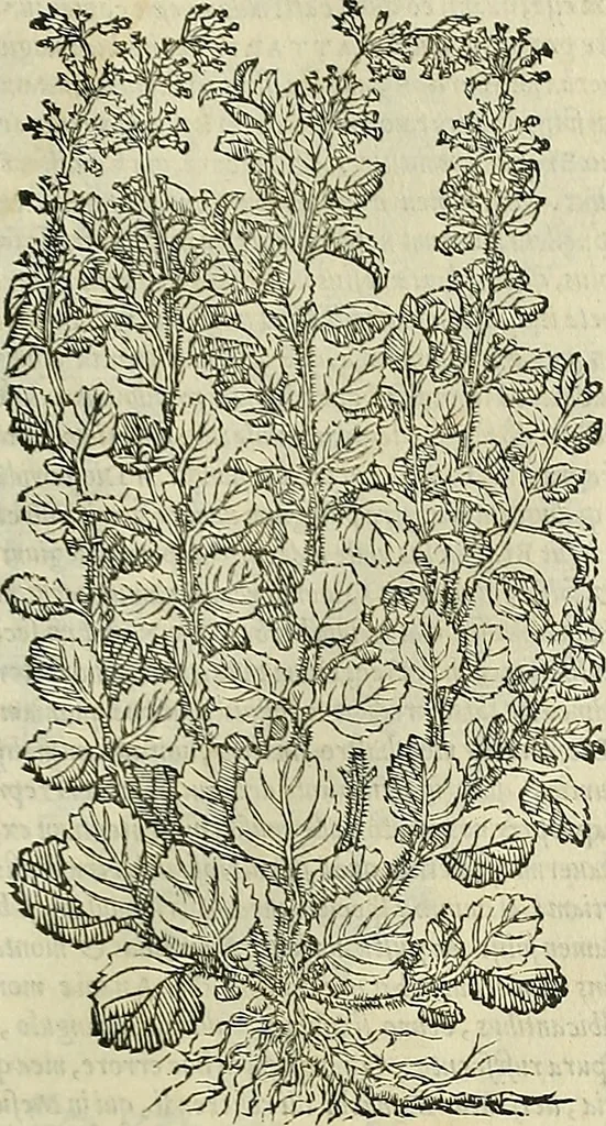 An illustration from Petri Andreae Matthioli Senensis serenissimi Principis Ferdinandi Archiducis Austriae & c., Medici, Commentarii secundo aucti : in libros sex Pedacii Dioscoridis Anazarbei de medica materia. Adiectis quàm plurimis plantarum, & animalium imaginibus quae in priore editione non habentur, eodem authore : his accessit eiusdem apologia adversus Amathum Lusitanum cum censura in eiusdem enarrationes, 1558, leaf 484