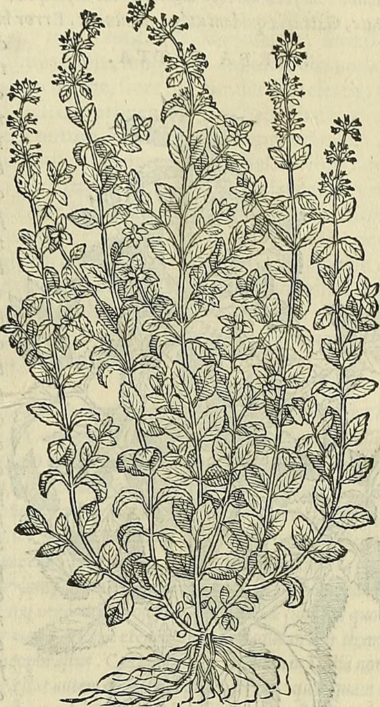 An illustration from Petri Andreae Matthioli Senensis serenissimi Principis Ferdinandi Archiducis Austriae & c., Medici, Commentarii secundo aucti : in libros sex Pedacii Dioscoridis Anazarbei de medica materia. Adiectis quàm plurimis plantarum, & animalium imaginibus quae in priore editione non habentur, eodem authore : his accessit eiusdem apologia adversus Amathum Lusitanum cum censura in eiusdem enarrationes, 1558, leaf 484