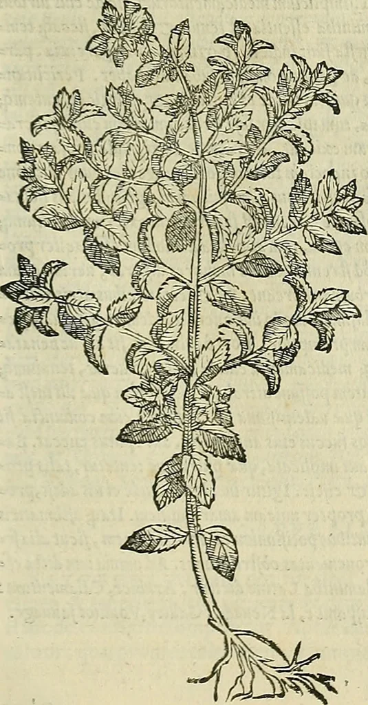 An illustration from Petri Andreae Matthioli Senensis serenissimi Principis Ferdinandi Archiducis Austriae & c., Medici, Commentarii secundo aucti : in libros sex Pedacii Dioscoridis Anazarbei de medica materia. Adiectis quàm plurimis plantarum, & animalium imaginibus quae in priore editione non habentur, eodem authore : his accessit eiusdem apologia adversus Amathum Lusitanum cum censura in eiusdem enarrationes, 1558, leaf 484