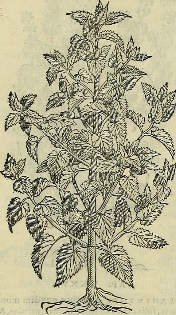 An illustration from Petri Andreae Matthioli Senensis serenissimi Principis Ferdinandi Archiducis Austriae & c., Medici, Commentarii secundo aucti : in libros sex Pedacii Dioscoridis Anazarbei de medica materia. Adiectis quàm plurimis plantarum, & animalium imaginibus quae in priore editione non habentur, eodem authore : his accessit eiusdem apologia adversus Amathum Lusitanum cum censura in eiusdem enarrationes, 1558, leaf 485