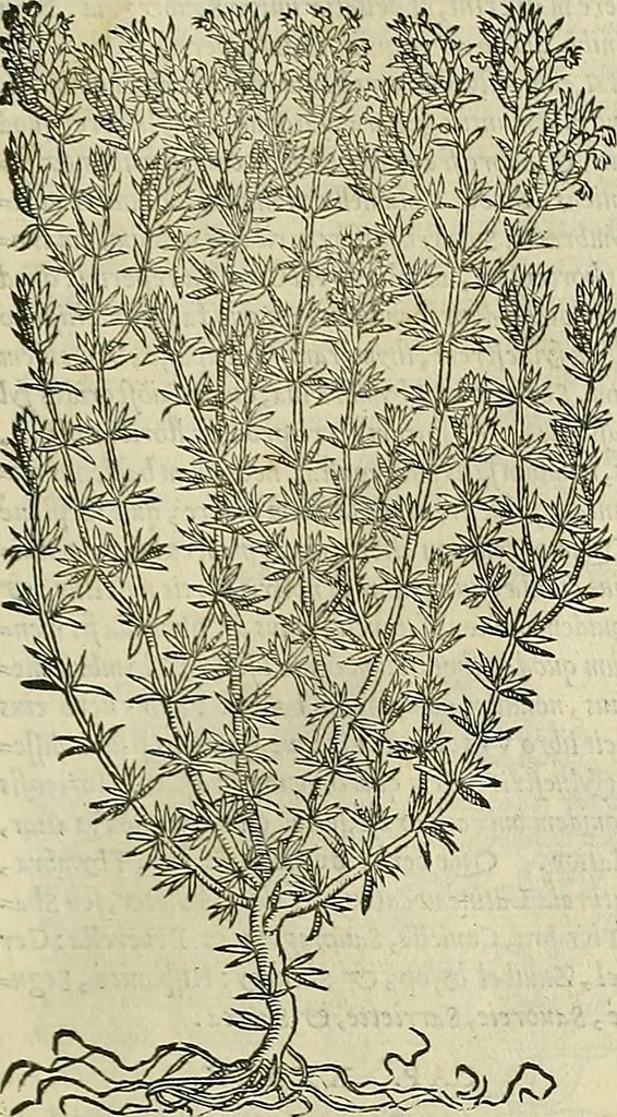 An illustration from Petri Andreae Matthioli Senensis serenissimi Principis Ferdinandi Archiducis Austriae & c., Medici, Commentarii secundo aucti : in libros sex Pedacii Dioscoridis Anazarbei de medica materia. Adiectis quàm plurimis plantarum, & animalium imaginibus quae in priore editione non habentur, eodem authore : his accessit eiusdem apologia adversus Amathum Lusitanum cum censura in eiusdem enarrationes, 1558, leaf 486