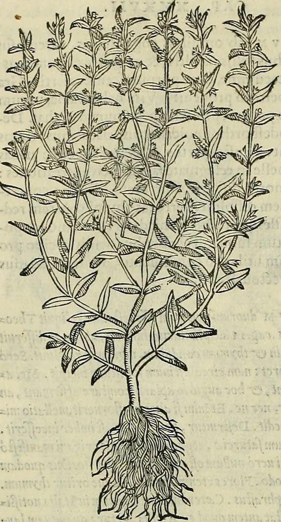 An illustration from Petri Andreae Matthioli Senensis serenissimi Principis Ferdinandi Archiducis Austriae & c., Medici, Commentarii secundo aucti : in libros sex Pedacii Dioscoridis Anazarbei de medica materia. Adiectis quàm plurimis plantarum, & animalium imaginibus quae in priore editione non habentur, eodem authore : his accessit eiusdem apologia adversus Amathum Lusitanum cum censura in eiusdem enarrationes, 1558, leaf 487