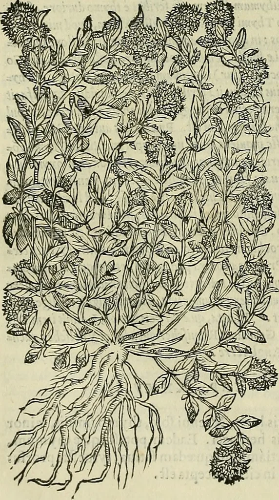 An illustration from Petri Andreae Matthioli Senensis serenissimi Principis Ferdinandi Archiducis Austriae & c., Medici, Commentarii secundo aucti : in libros sex Pedacii Dioscoridis Anazarbei de medica materia. Adiectis quàm plurimis plantarum, & animalium imaginibus quae in priore editione non habentur, eodem authore : his accessit eiusdem apologia adversus Amathum Lusitanum cum censura in eiusdem enarrationes, 1558, leaf 487