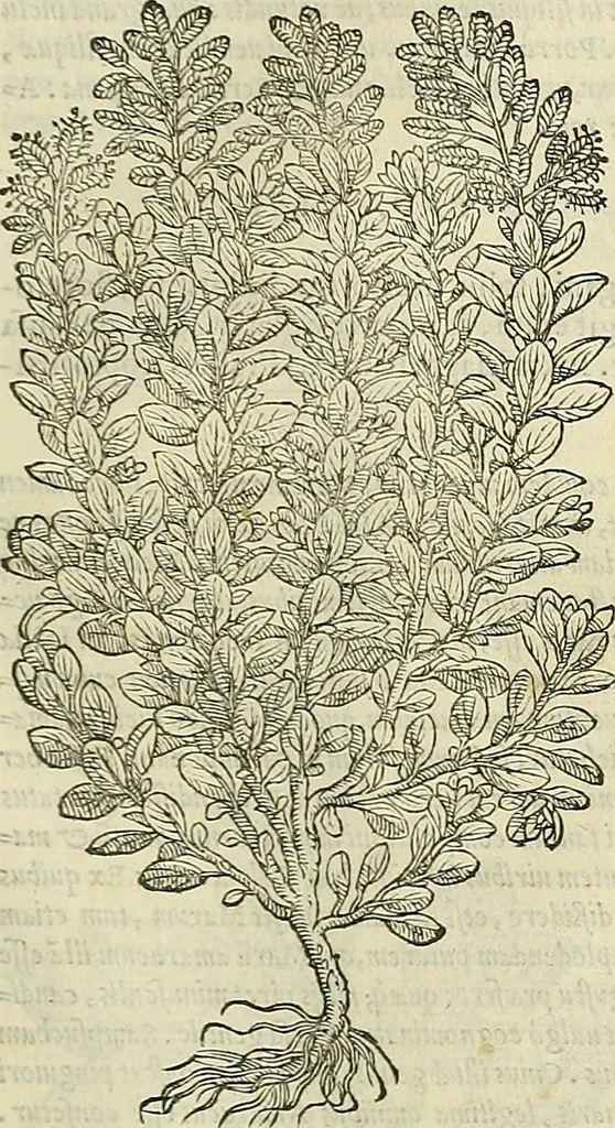 An illustration from Petri Andreae Matthioli Senensis serenissimi Principis Ferdinandi Archiducis Austriae & c., Medici, Commentarii secundo aucti : in libros sex Pedacii Dioscoridis Anazarbei de medica materia. Adiectis quàm plurimis plantarum, & animalium imaginibus quae in priore editione non habentur, eodem authore : his accessit eiusdem apologia adversus Amathum Lusitanum cum censura in eiusdem enarrationes, 1558, leaf 488