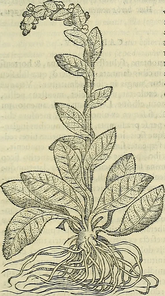 An illustration from Petri Andreae Matthioli Senensis serenissimi Principis Ferdinandi Archiducis Austriae & c., Medici, Commentarii secundo aucti : in libros sex Pedacii Dioscoridis Anazarbei de medica materia. Adiectis quàm plurimis plantarum, & animalium imaginibus quae in priore editione non habentur, eodem authore : his accessit eiusdem apologia adversus Amathum Lusitanum cum censura in eiusdem enarrationes, 1558, leaf 490
