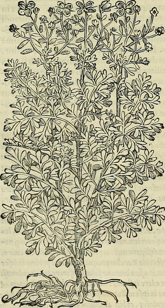 An illustration from Petri Andreae Matthioli Senensis serenissimi Principis Ferdinandi Archiducis Austriae & c., Medici, Commentarii secundo aucti : in libros sex Pedacii Dioscoridis Anazarbei de medica materia. Adiectis quàm plurimis plantarum, & animalium imaginibus quae in priore editione non habentur, eodem authore : his accessit eiusdem apologia adversus Amathum Lusitanum cum censura in eiusdem enarrationes, 1558, leaf 491