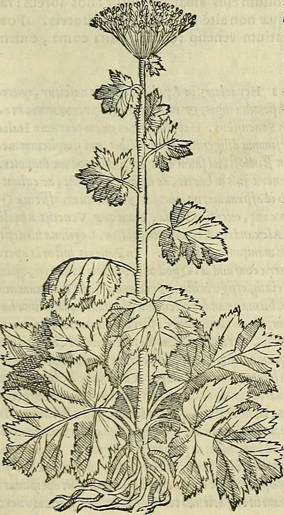 An illustration from Petri Andreae Matthioli Senensis serenissimi Principis Ferdinandi Archiducis Austriae & c., Medici, Commentarii secundo aucti : in libros sex Pedacii Dioscoridis Anazarbei de medica materia. Adiectis quàm plurimis plantarum, & animalium imaginibus quae in priore editione non habentur, eodem authore : his accessit eiusdem apologia adversus Amathum Lusitanum cum censura in eiusdem enarrationes, 1558, leaf 494