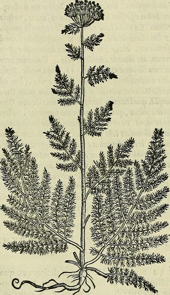 An illustration from Petri Andreae Matthioli Senensis serenissimi Principis Ferdinandi Archiducis Austriae & c., Medici, Commentarii secundo aucti : in libros sex Pedacii Dioscoridis Anazarbei de medica materia. Adiectis quàm plurimis plantarum, & animalium imaginibus quae in priore editione non habentur, eodem authore : his accessit eiusdem apologia adversus Amathum Lusitanum cum censura in eiusdem enarrationes, 1558, leaf 495