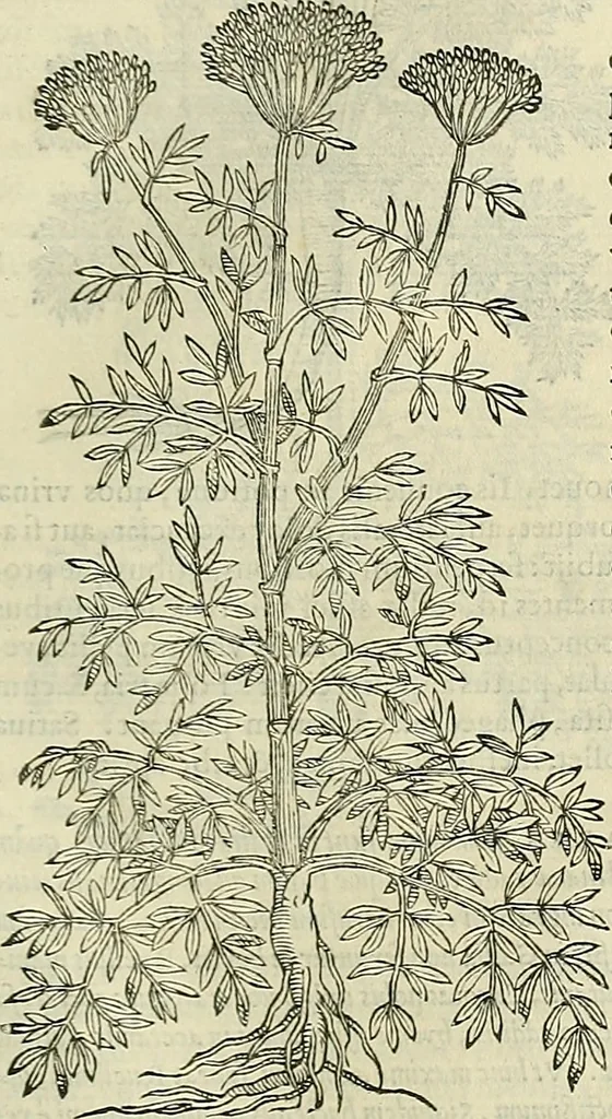 An illustration from Petri Andreae Matthioli Senensis serenissimi Principis Ferdinandi Archiducis Austriae & c., Medici, Commentarii secundo aucti : in libros sex Pedacii Dioscoridis Anazarbei de medica materia. Adiectis quàm plurimis plantarum, & animalium imaginibus quae in priore editione non habentur, eodem authore : his accessit eiusdem apologia adversus Amathum Lusitanum cum censura in eiusdem enarrationes, 1558, leaf 496
