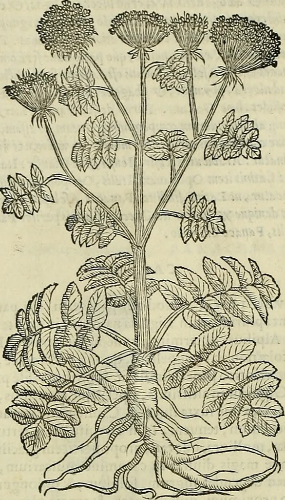 An illustration from Petri Andreae Matthioli Senensis serenissimi Principis Ferdinandi Archiducis Austriae & c., Medici, Commentarii secundo aucti : in libros sex Pedacii Dioscoridis Anazarbei de medica materia. Adiectis quàm plurimis plantarum, & animalium imaginibus quae in priore editione non habentur, eodem authore : his accessit eiusdem apologia adversus Amathum Lusitanum cum censura in eiusdem enarrationes, 1558, leaf 497