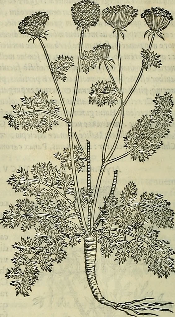 An illustration from Petri Andreae Matthioli Senensis serenissimi Principis Ferdinandi Archiducis Austriae & c., Medici, Commentarii secundo aucti : in libros sex Pedacii Dioscoridis Anazarbei de medica materia. Adiectis quàm plurimis plantarum, & animalium imaginibus quae in priore editione non habentur, eodem authore : his accessit eiusdem apologia adversus Amathum Lusitanum cum censura in eiusdem enarrationes, 1558, leaf 497