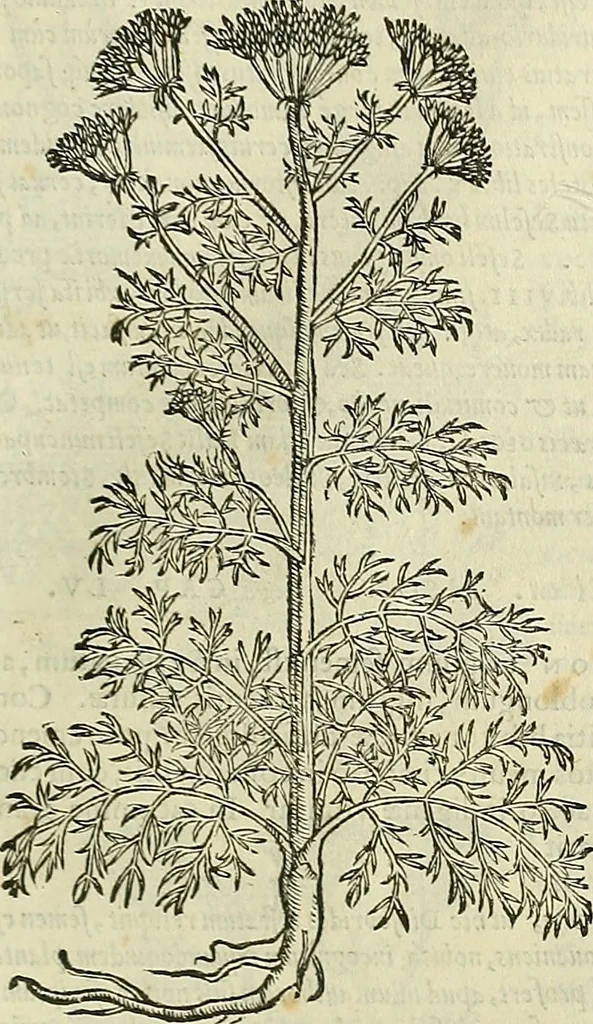 An illustration from Petri Andreae Matthioli Senensis serenissimi Principis Ferdinandi Archiducis Austriae & c., Medici, Commentarii secundo aucti : in libros sex Pedacii Dioscoridis Anazarbei de medica materia. Adiectis quàm plurimis plantarum, & animalium imaginibus quae in priore editione non habentur, eodem authore : his accessit eiusdem apologia adversus Amathum Lusitanum cum censura in eiusdem enarrationes, 1558, leaf 498