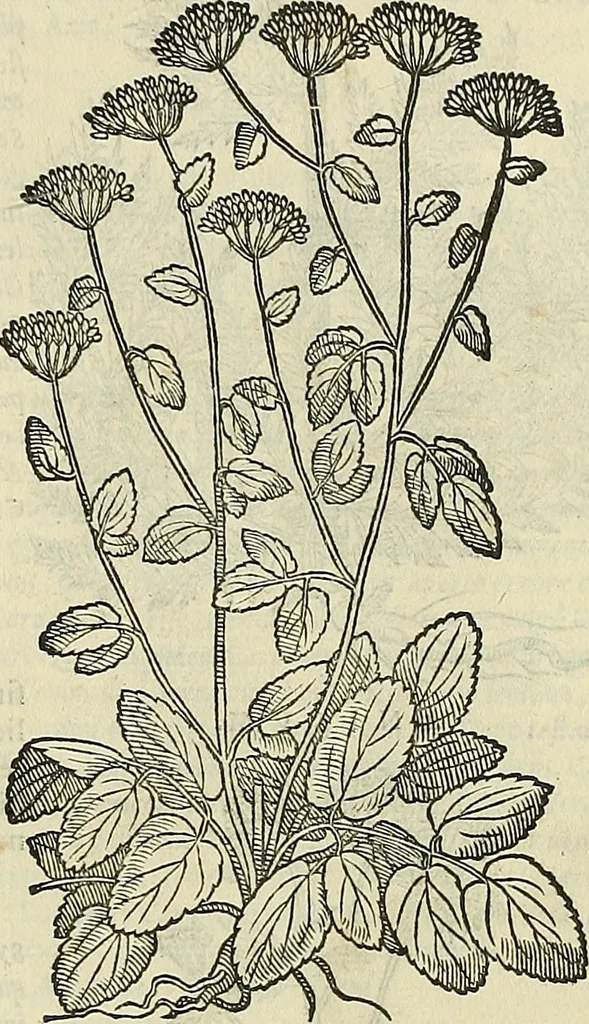 An illustration from Petri Andreae Matthioli Senensis serenissimi Principis Ferdinandi Archiducis Austriae & c., Medici, Commentarii secundo aucti : in libros sex Pedacii Dioscoridis Anazarbei de medica materia. Adiectis quàm plurimis plantarum, & animalium imaginibus quae in priore editione non habentur, eodem authore : his accessit eiusdem apologia adversus Amathum Lusitanum cum censura in eiusdem enarrationes, 1558, leaf 498