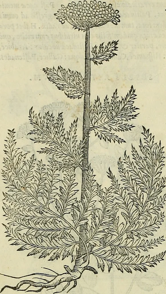 An illustration from Petri Andreae Matthioli Senensis serenissimi Principis Ferdinandi Archiducis Austriae & c., Medici, Commentarii secundo aucti : in libros sex Pedacii Dioscoridis Anazarbei de medica materia. Adiectis quàm plurimis plantarum, & animalium imaginibus quae in priore editione non habentur, eodem authore : his accessit eiusdem apologia adversus Amathum Lusitanum cum censura in eiusdem enarrationes, 1558, leaf 499