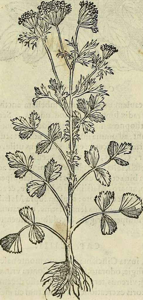 An illustration from Petri Andreae Matthioli Senensis serenissimi Principis Ferdinandi Archiducis Austriae & c., Medici, Commentarii secundo aucti : in libros sex Pedacii Dioscoridis Anazarbei de medica materia. Adiectis quàm plurimis plantarum, & animalium imaginibus quae in priore editione non habentur, eodem authore : his accessit eiusdem apologia adversus Amathum Lusitanum cum censura in eiusdem enarrationes, 1558, leaf 499