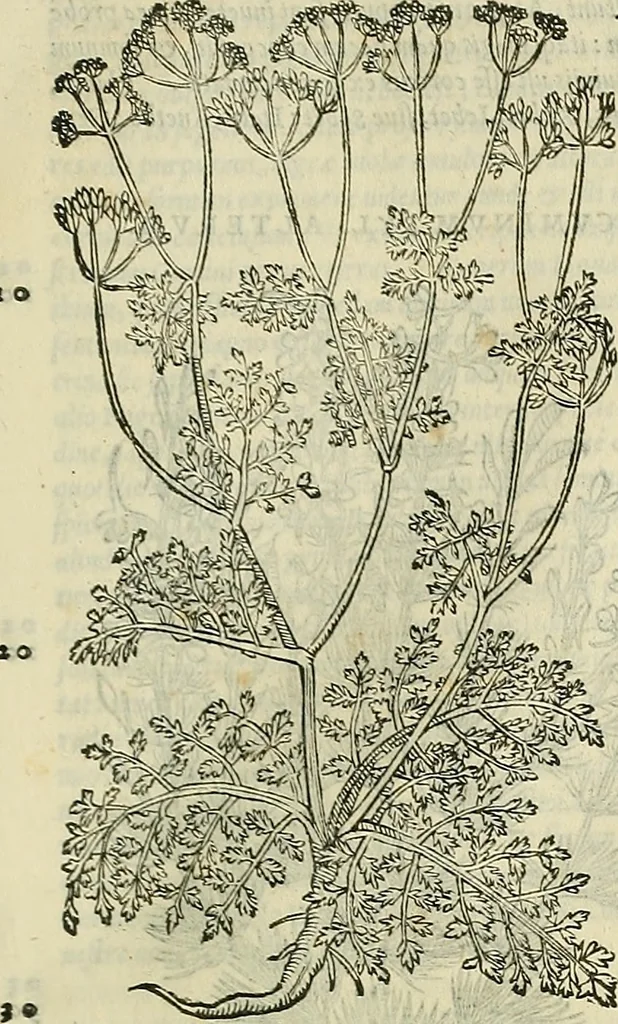 An illustration from Petri Andreae Matthioli Senensis serenissimi Principis Ferdinandi Archiducis Austriae & c., Medici, Commentarii secundo aucti : in libros sex Pedacii Dioscoridis Anazarbei de medica materia. Adiectis quàm plurimis plantarum, & animalium imaginibus quae in priore editione non habentur, eodem authore : his accessit eiusdem apologia adversus Amathum Lusitanum cum censura in eiusdem enarrationes, 1558, leaf 500