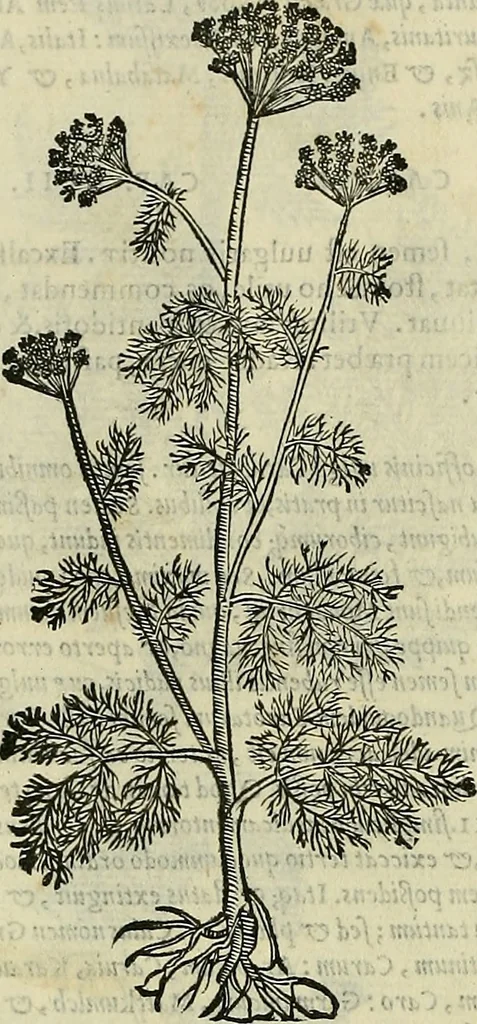 An illustration from Petri Andreae Matthioli Senensis serenissimi Principis Ferdinandi Archiducis Austriae & c., Medici, Commentarii secundo aucti : in libros sex Pedacii Dioscoridis Anazarbei de medica materia. Adiectis quàm plurimis plantarum, & animalium imaginibus quae in priore editione non habentur, eodem authore : his accessit eiusdem apologia adversus Amathum Lusitanum cum censura in eiusdem enarrationes, 1558, leaf 501