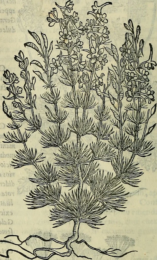 An illustration from Petri Andreae Matthioli Senensis serenissimi Principis Ferdinandi Archiducis Austriae & c., Medici, Commentarii secundo aucti : in libros sex Pedacii Dioscoridis Anazarbei de medica materia. Adiectis quàm plurimis plantarum, & animalium imaginibus quae in priore editione non habentur, eodem authore : his accessit eiusdem apologia adversus Amathum Lusitanum cum censura in eiusdem enarrationes, 1558, leaf 501