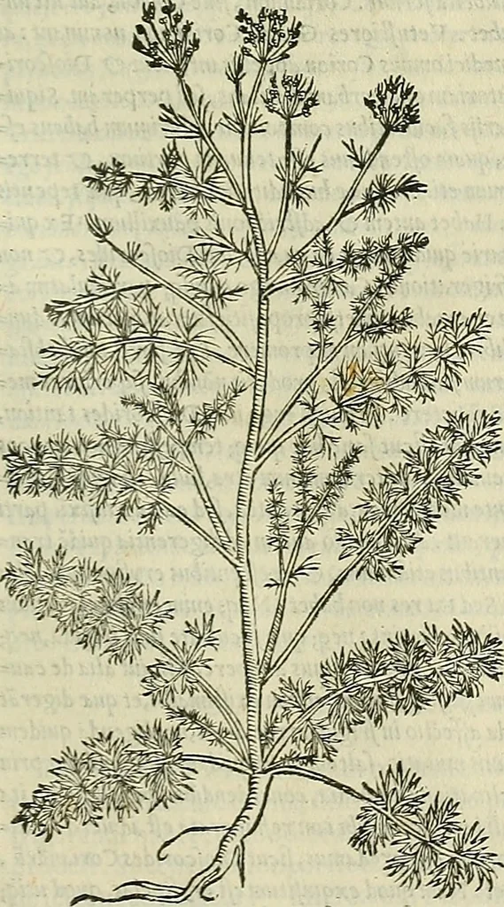An illustration from Petri Andreae Matthioli Senensis serenissimi Principis Ferdinandi Archiducis Austriae & c., Medici, Commentarii secundo aucti : in libros sex Pedacii Dioscoridis Anazarbei de medica materia. Adiectis quàm plurimis plantarum, & animalium imaginibus quae in priore editione non habentur, eodem authore : his accessit eiusdem apologia adversus Amathum Lusitanum cum censura in eiusdem enarrationes, 1558, leaf 502