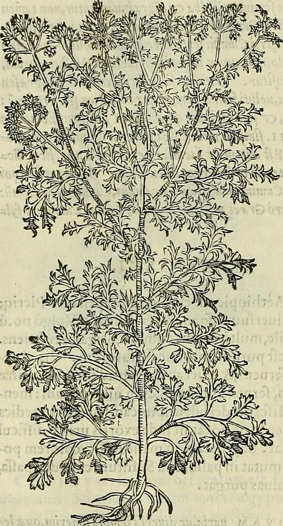 An illustration from Petri Andreae Matthioli Senensis serenissimi Principis Ferdinandi Archiducis Austriae & c., Medici, Commentarii secundo aucti : in libros sex Pedacii Dioscoridis Anazarbei de medica materia. Adiectis quàm plurimis plantarum, & animalium imaginibus quae in priore editione non habentur, eodem authore : his accessit eiusdem apologia adversus Amathum Lusitanum cum censura in eiusdem enarrationes, 1558, leaf 503